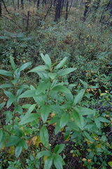 Rhododendron