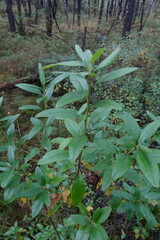 Rhododendron