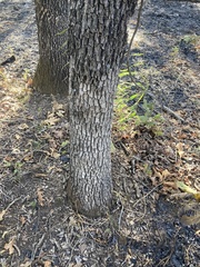 Biscogniauxia atropunctata