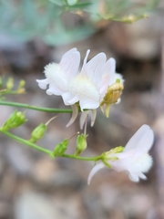 Linaria nivea