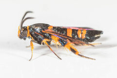 Synanthedon sapygaeformis