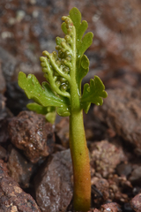 Botrychium lanceolatum