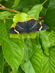 Riodina lycisca