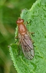 Dryomyza anilis