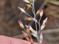 Melinis repens