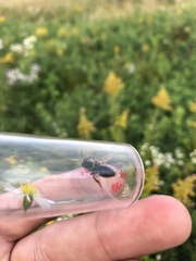 Agapostemon sericeus