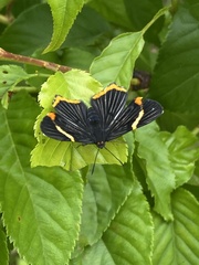 Riodina lycisca