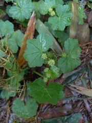 Hydrocotyle nepalensis