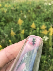 Agapostemon sericeus