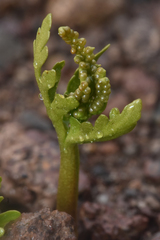 Botrychium lanceolatum