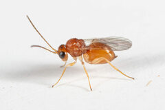 Synergini