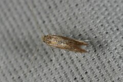 Phyllonorycter basistrigella