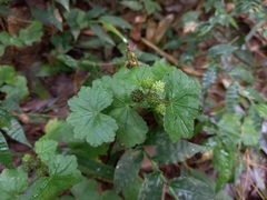Hydrocotyle nepalensis