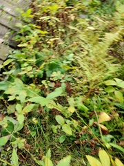 Agrimonia gryposepala