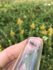 Agapostemon sericeus