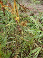 Cyperus engelmannii