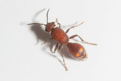 Dasymutilla rubicunda
