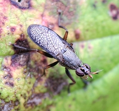 Coremacera marginata