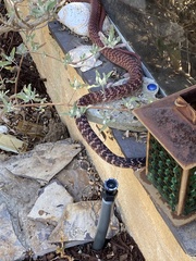 Masticophis flagellum piceus