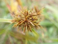 Cyperus engelmannii