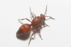 Dasymutilla archboldi