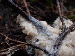 Didymium mucilago