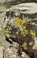 Kalanchoe densiflora