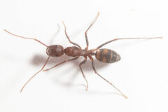Camponotus socius