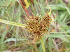 Cyperus engelmannii