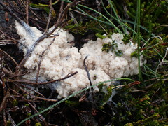 Didymium mucilago