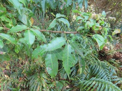 Searsia chirindensis