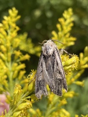 Agrotis gladiaria