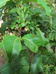 Searsia chirindensis