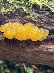 Dacrymyces chrysospermus