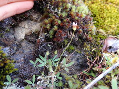 Trifolium oliganthum