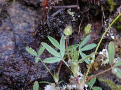Trifolium oliganthum