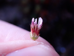 Trifolium oliganthum