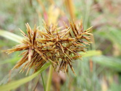 Cyperus engelmannii