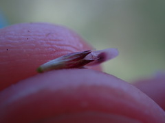 Trifolium oliganthum