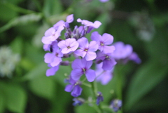 Hesperis matronalis