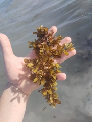 Sargassum