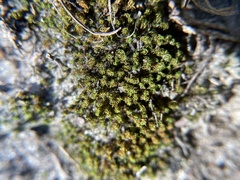 Tortella