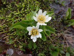 Caltha leptosepala