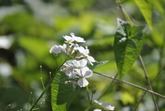 Hesperis matronalis