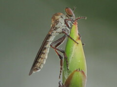 Holcocephala