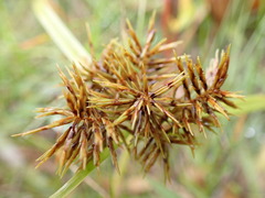 Cyperus engelmannii