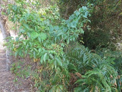 Searsia chirindensis