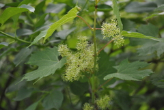Vitis riparia