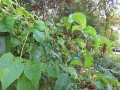 Searsia chirindensis