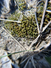 Tortella